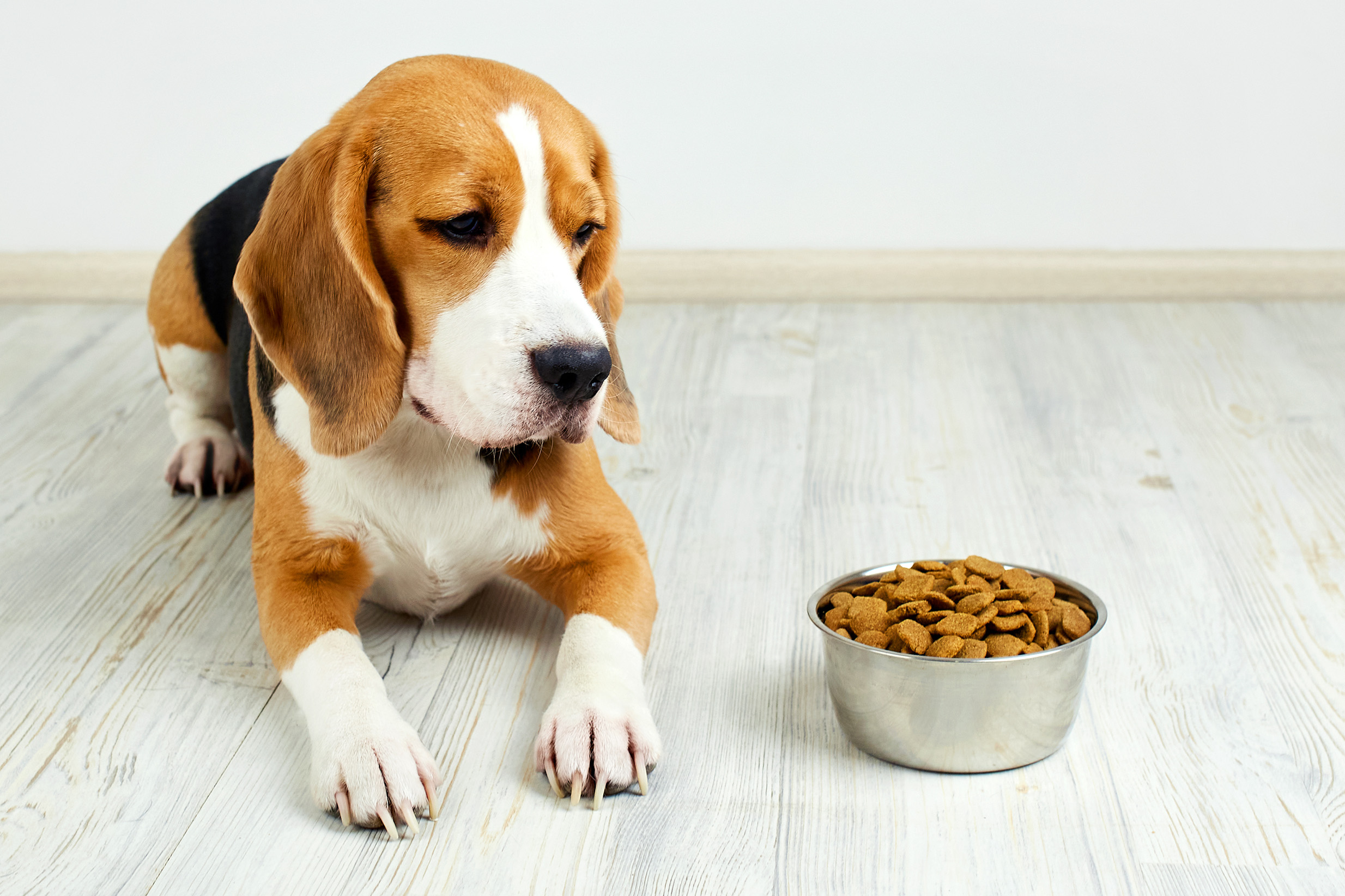 How Bad is Cheap Dry Dog Food?