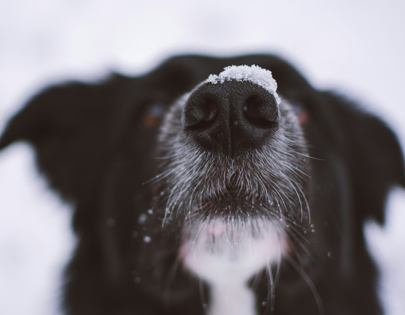 6 Winter Tips for Keeping Your Dog Active and Safe in Lake Tahoe