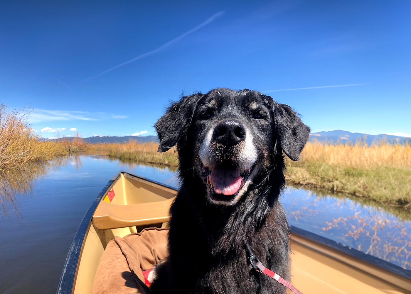 10 Tips for Keeping Your Dog Cool in Summer