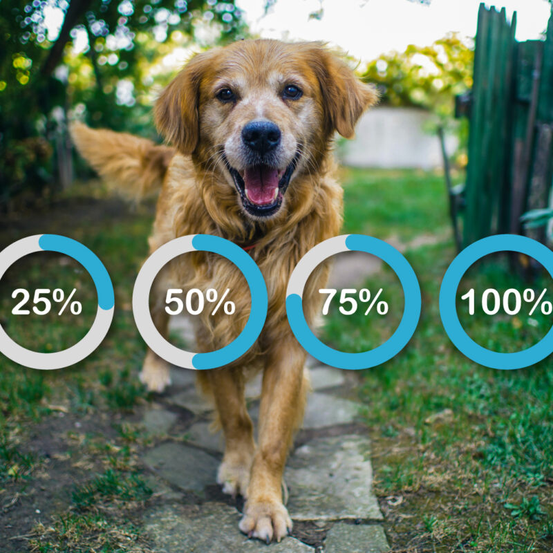 tips for switching your dog from kibble to fresh dog food delivery.