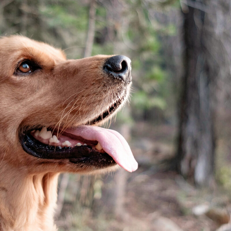 5 New Year’s Resolutions for Dog Owners