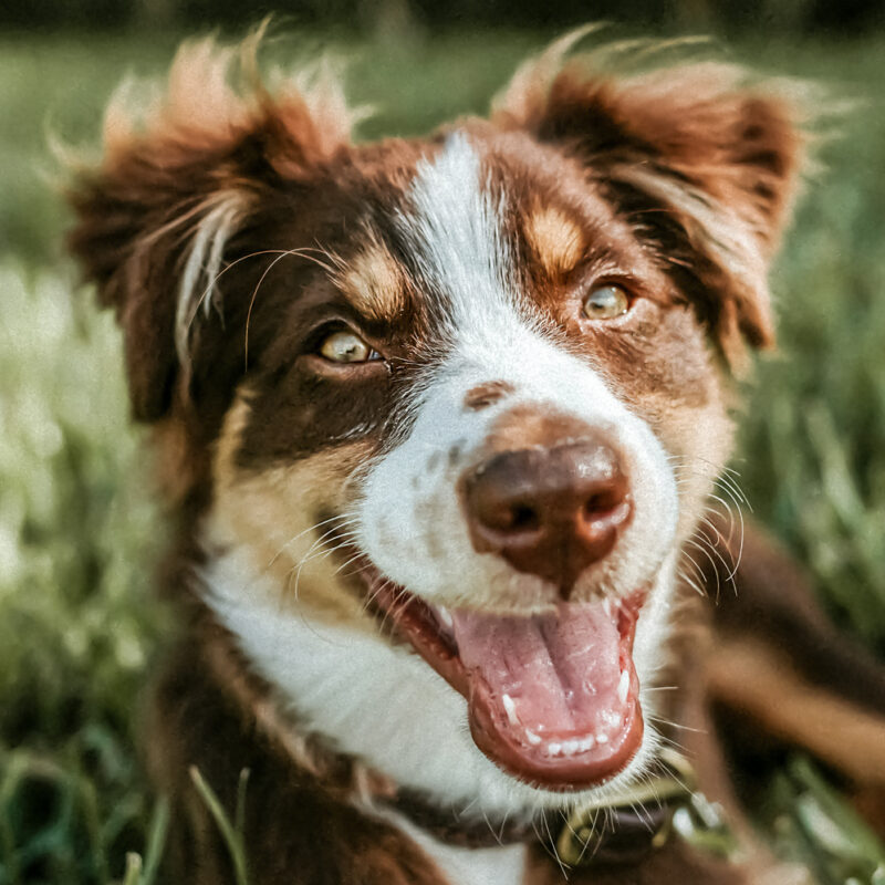 is fresh dog food worth it